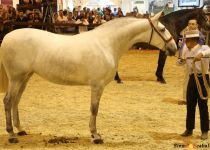 W QUIETA AC, DE Y. AC,  SUBCAMPEONA JOVEN DEL MUNDO SICAB 2015 (Copiar)